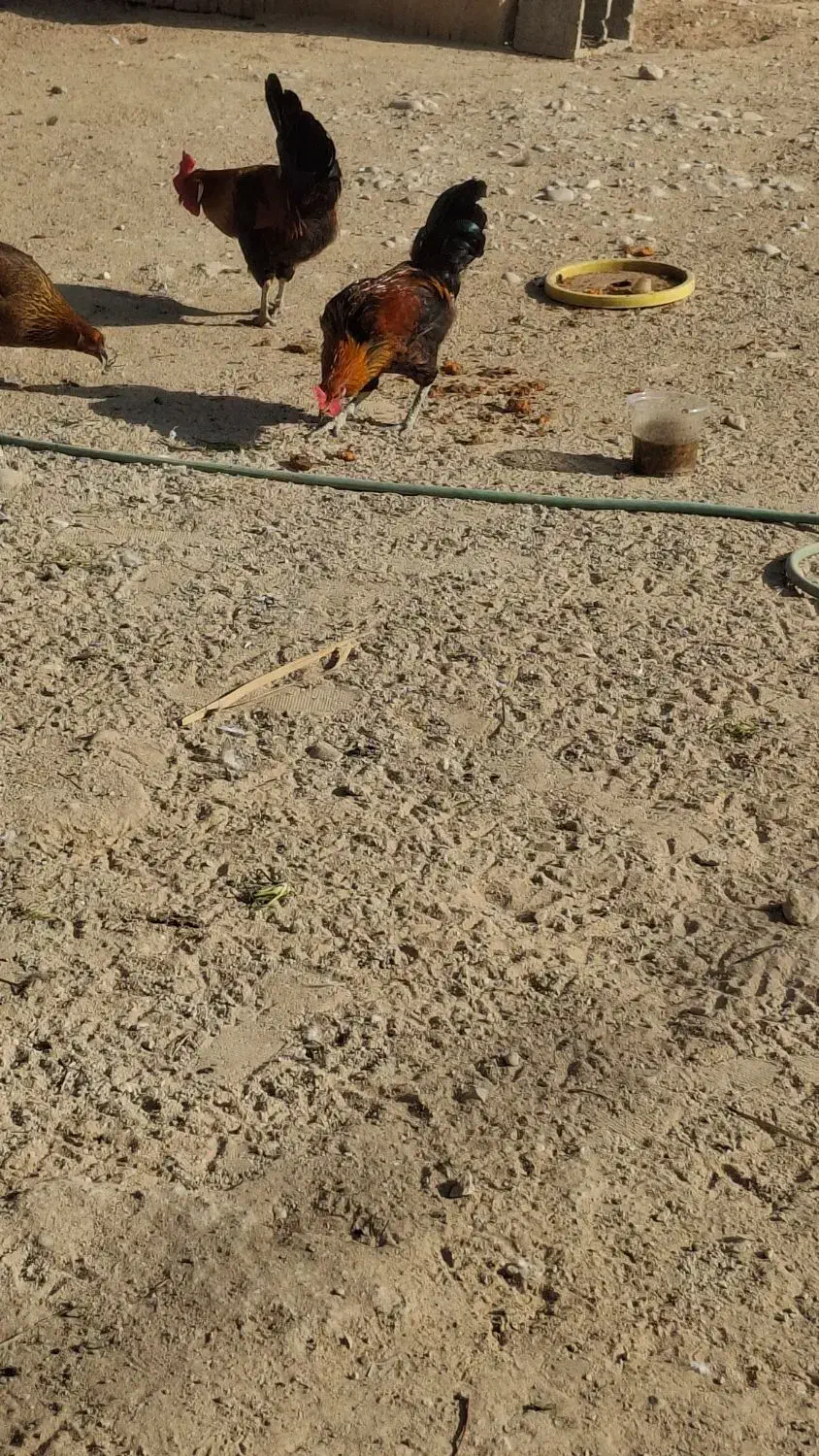 فروش دو عدد خروس محلی .کاکی|حیوانات مزرعه|کاکی, |دیوار