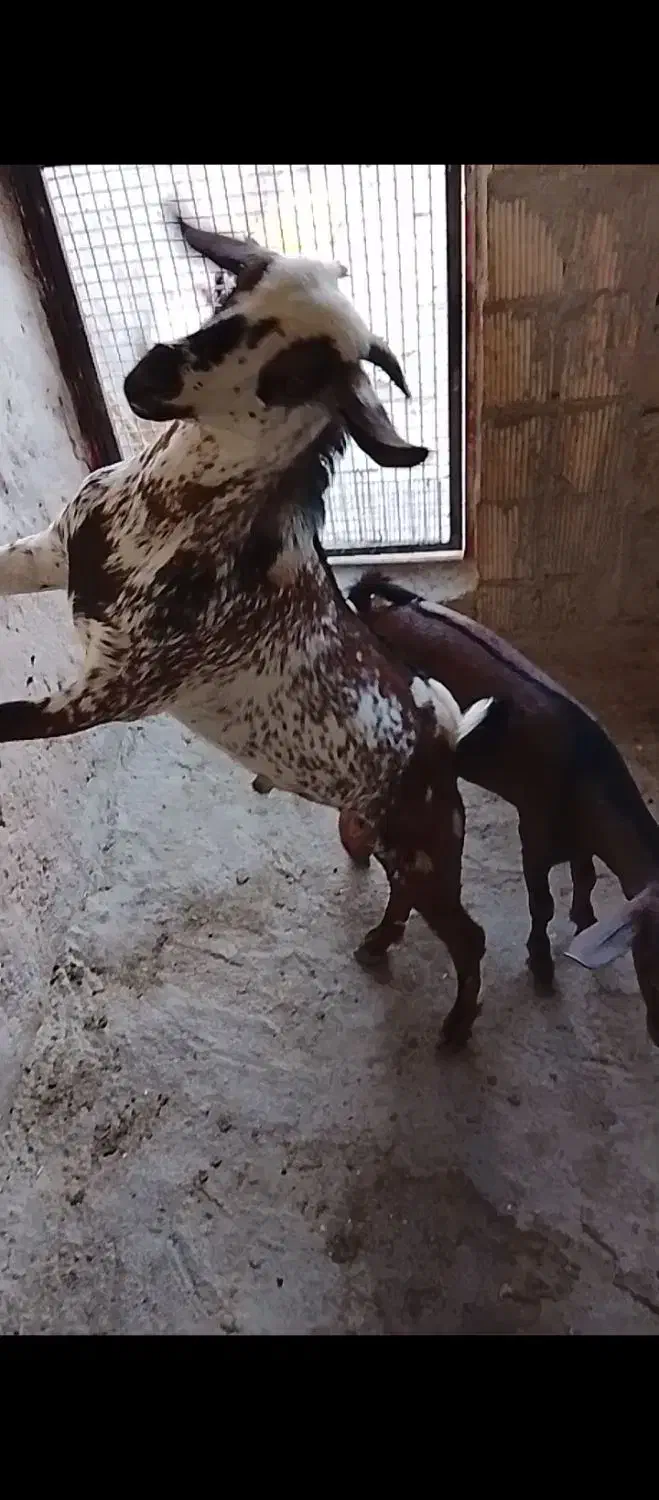 کهره نری شهری|حیوانات مزرعه|قشم, |دیوار