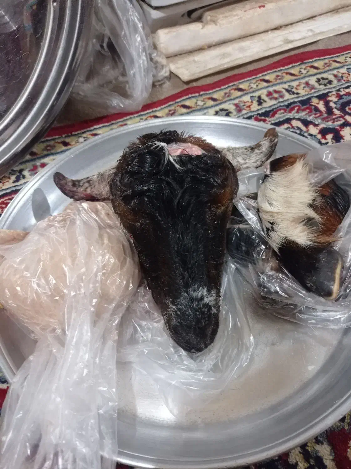 کله پاچه|خوردنی و آشامیدنی|بندر کنگان, |دیوار