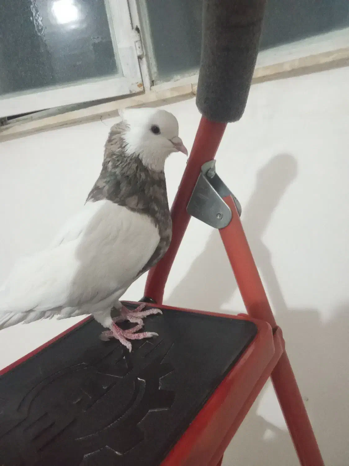 کبوتر طوقی|پرنده|کرمانشاه, |دیوار