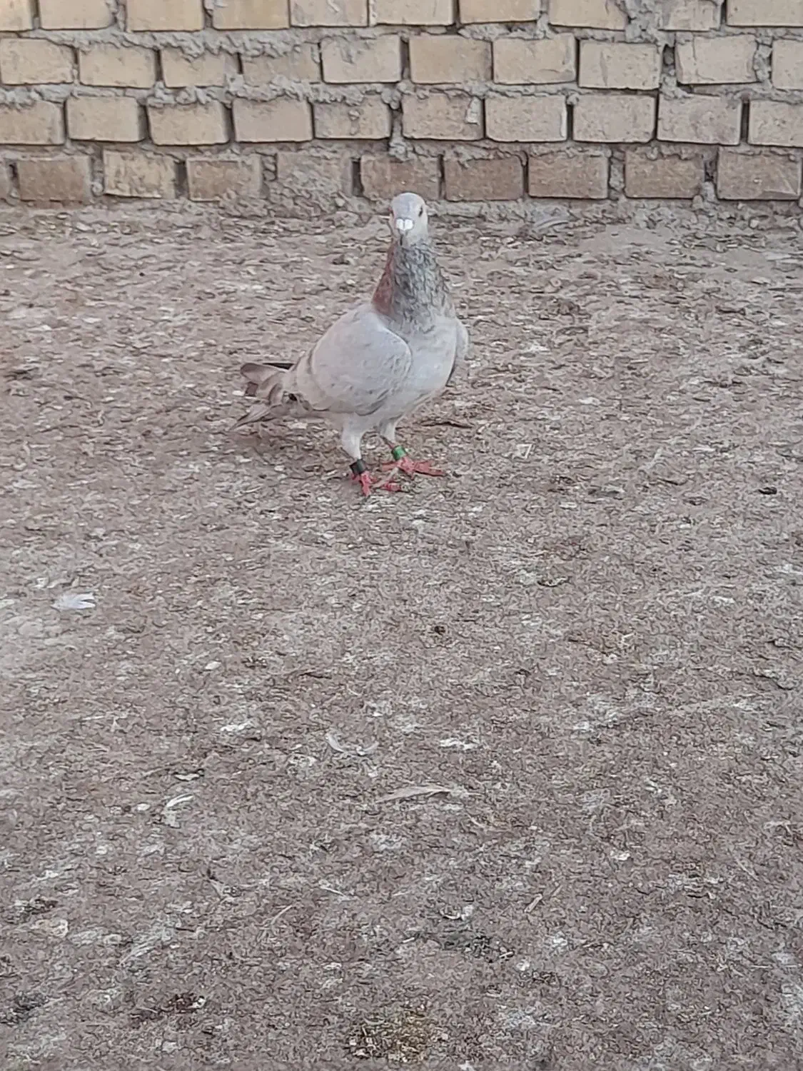 مسافتی گرفتنی|حیوانات|بندر ماهشهر, |دیوار