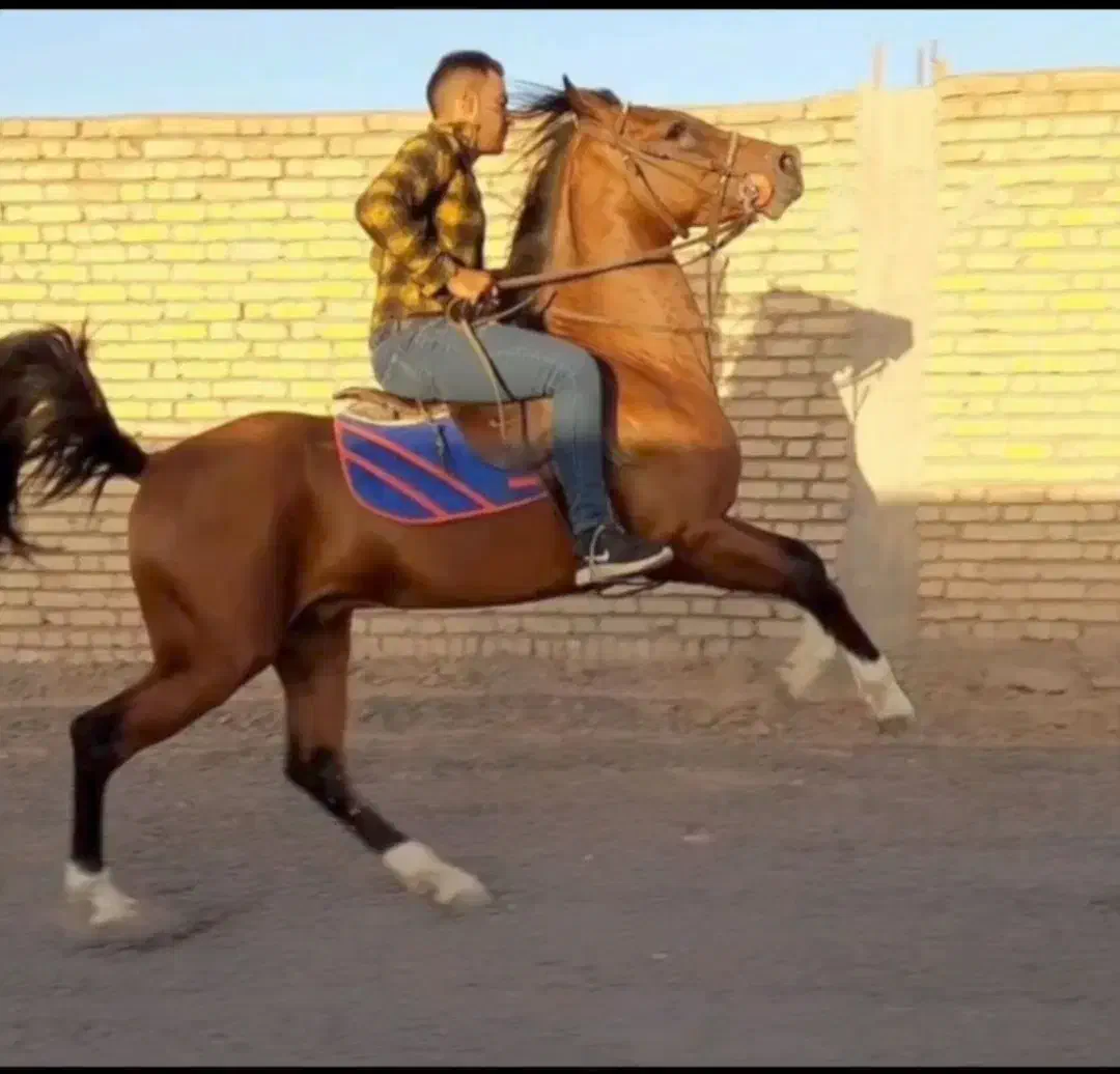 سیلمی دو سر چاپار|اسب و تجهیزات اسب‌سواری|شیراز, آزادی|دیوار