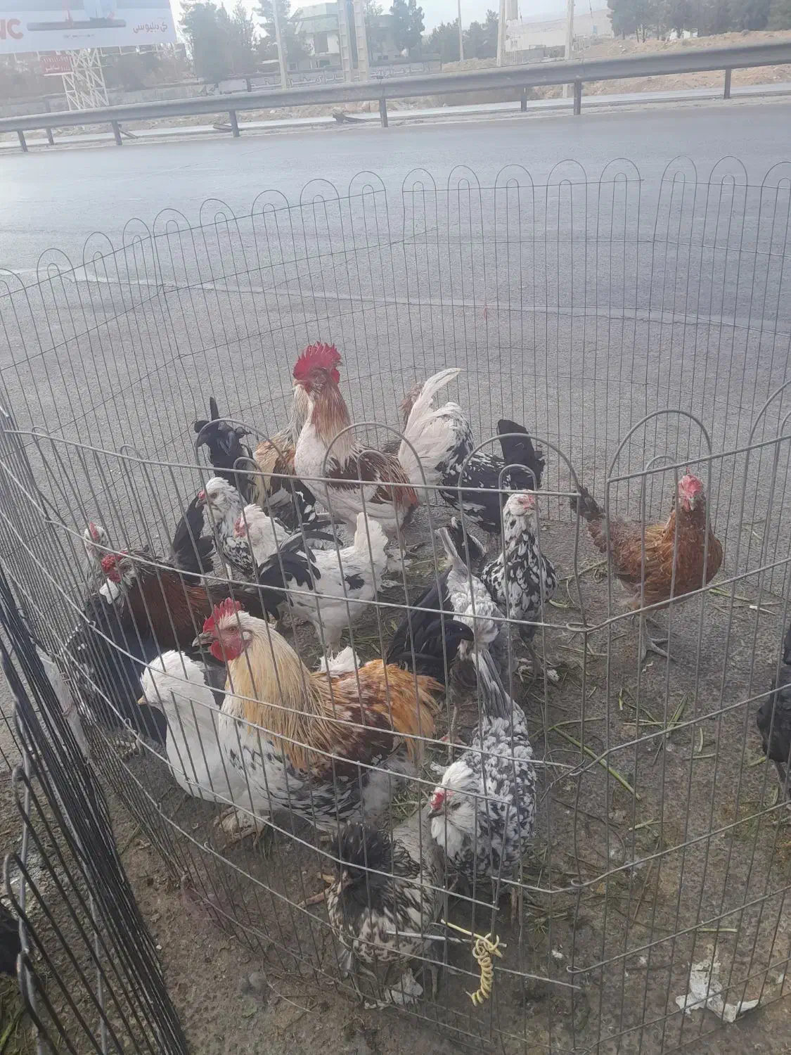 مرغ وخروس محلی اصل بوقلمون|حیوانات مزرعه|شیراز, قلات|دیوار