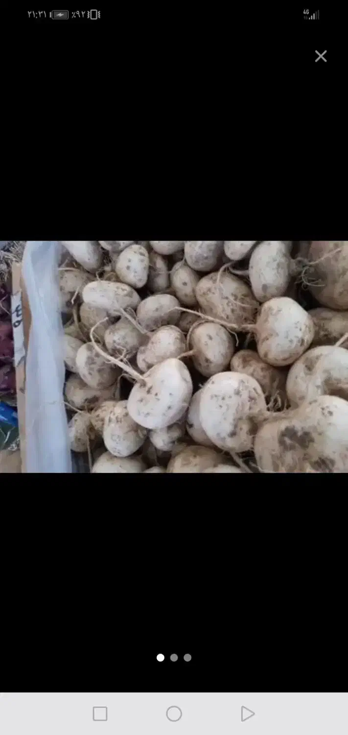 شلغم سربیشه|عمدهفروشی|سربیشه, |دیوار