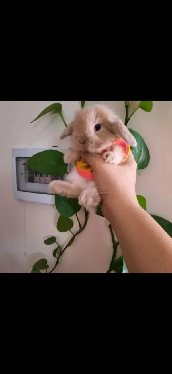 خرگوش لوپ مینیاتوری|موش و خرگوش|قم, صفائیه|دیوار