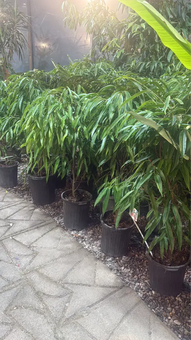 حراج گل گیاه به مدت محدود|گل و گیاه طبیعی|مشهد, هفت تیر (حافظ)|دیوار