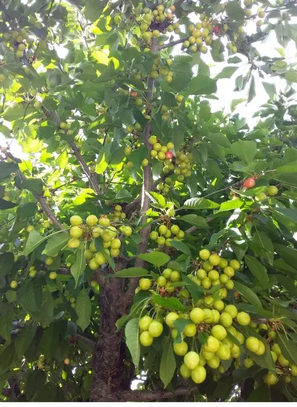 باغ ۹ ساله در هیر|فروش زمین و ملک کلنگی|اردبیل, |دیوار