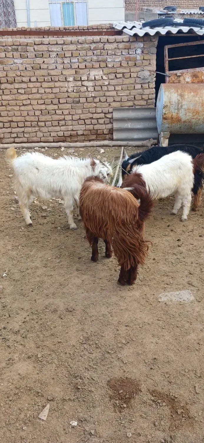 بزغاله نر|حیوانات مزرعه|تربت‌حیدریه, باغ سلطانی|دیوار