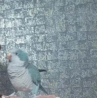 راهب آبی دستی و سخنگو|پرنده|اصفهان, سپاهان‌شهر|دیوار