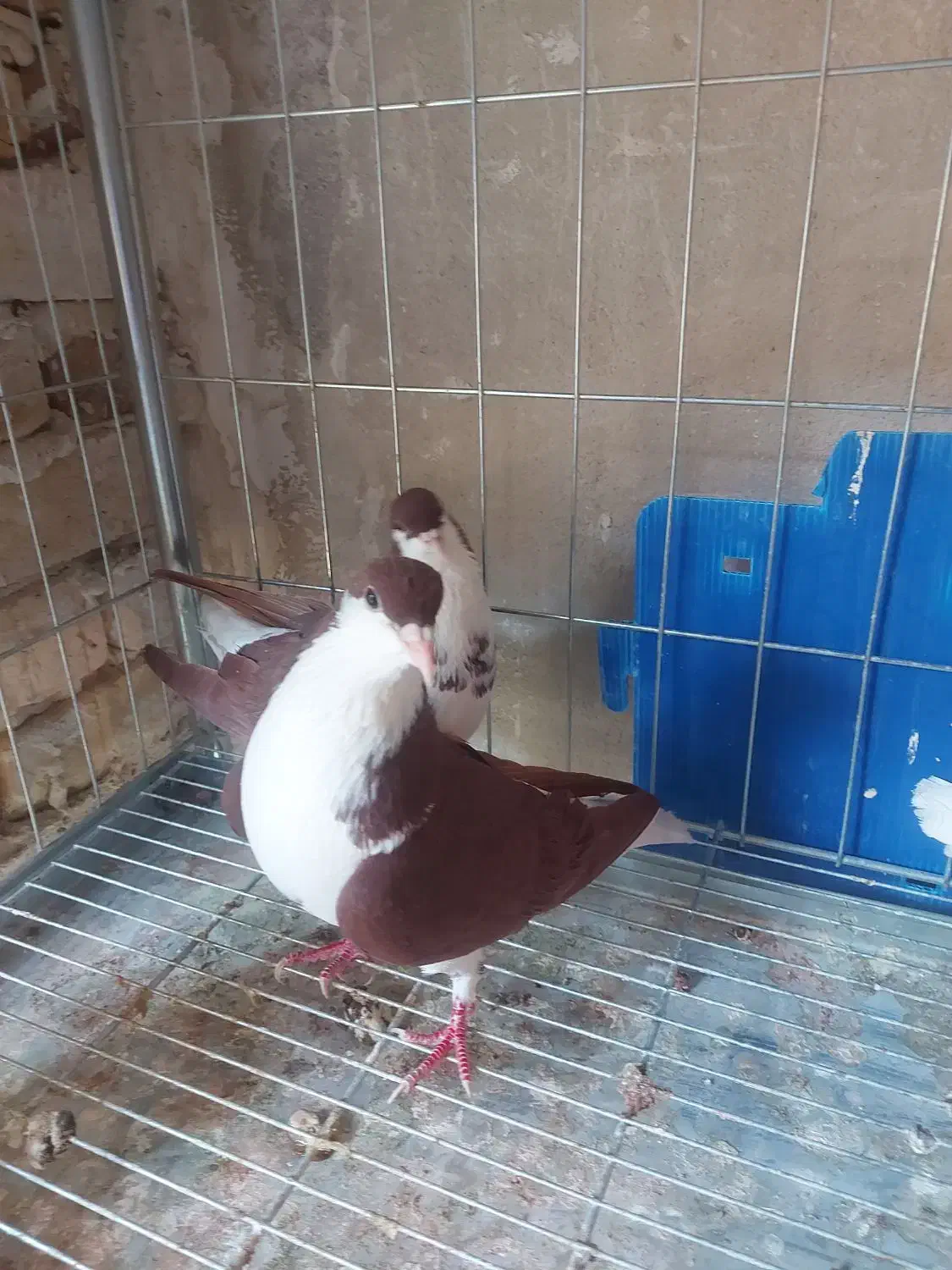 خوشرنگ سرخ|پرنده|الوند, |دیوار