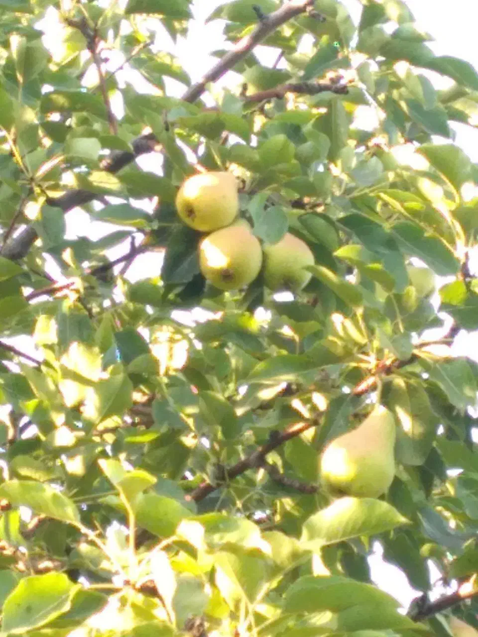 باغ|فروش زمین و ملک کلنگی|انزل, |دیوار