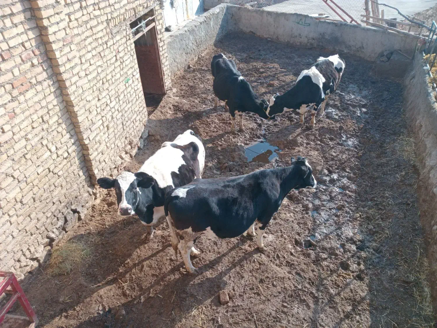 گاوای شیری|حیوانات مزرعه|شیروان (خراسان), |دیوار