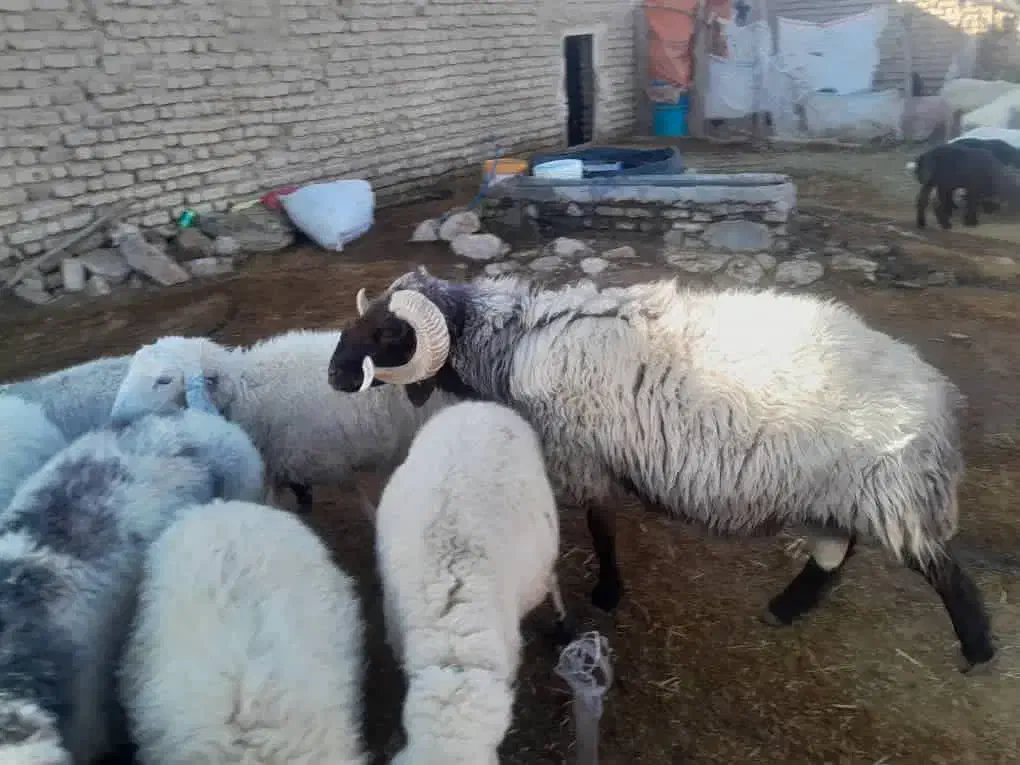 قوچ بزری|حیوانات مزرعه|نیریز, |دیوار