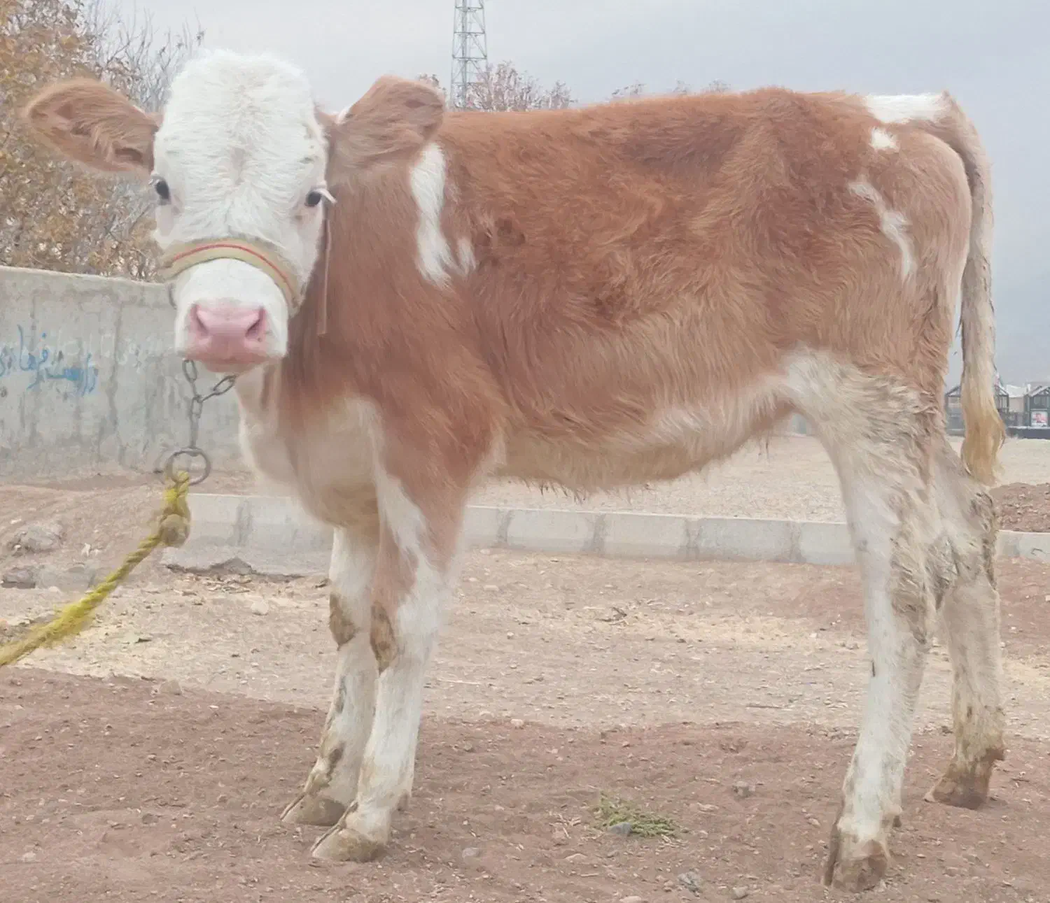 گوساله ماده سیمینتال|حیوانات مزرعه|بیستون, |دیوار