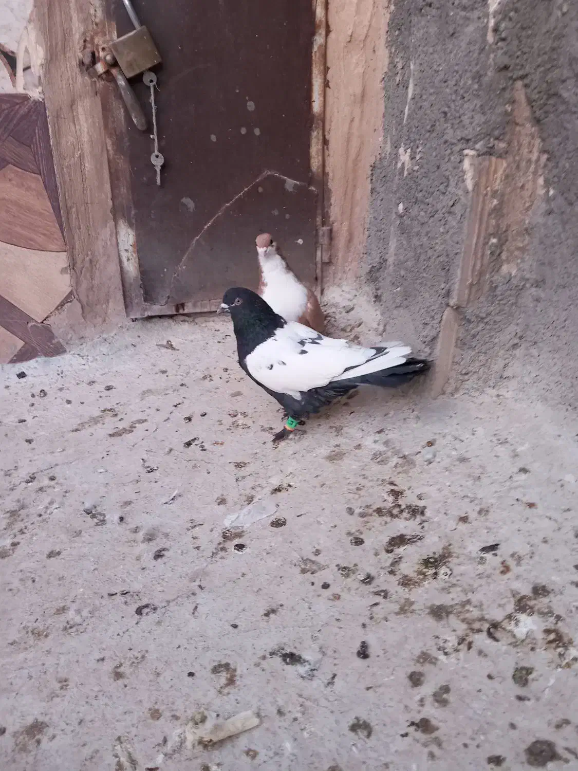 دوتا صید شب|پرنده|تایباد, |دیوار