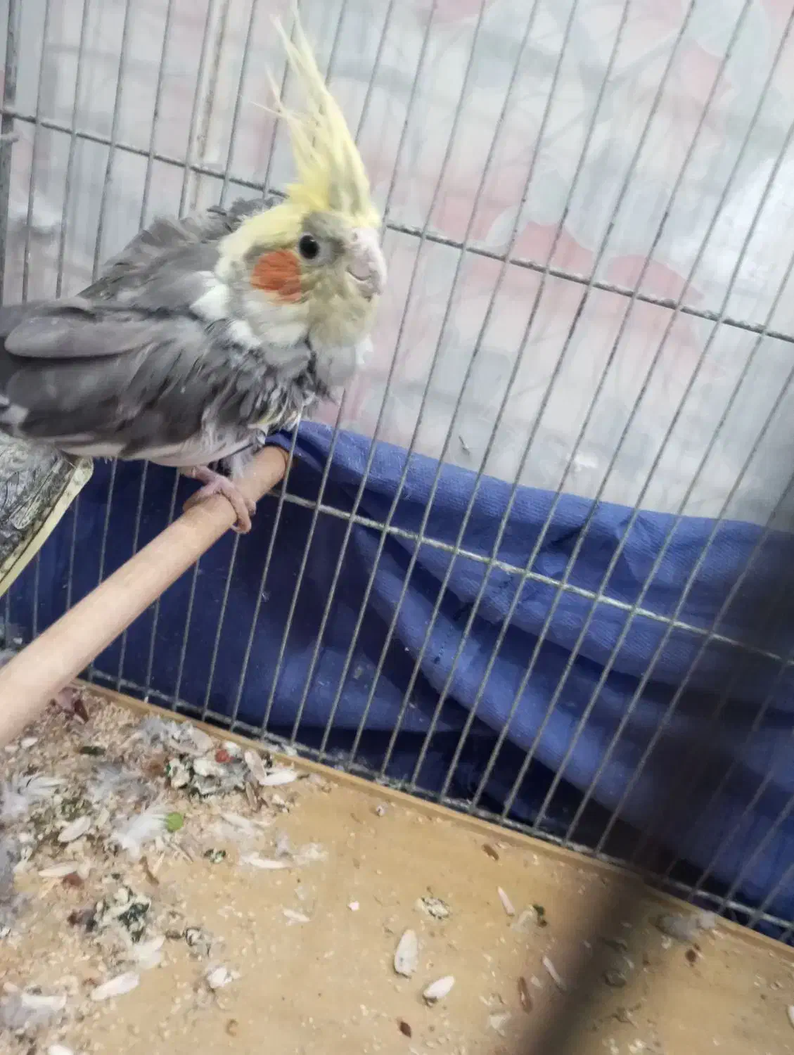 عروس هلندی نر در حال پر ریزی|پرنده|تربت‌حیدریه, ترمینال|دیوار