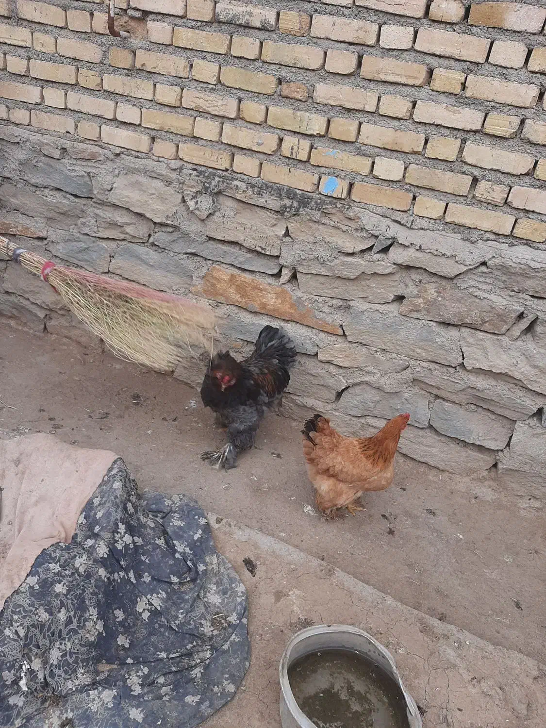 مرغ و خروس|حیوانات مزرعه|کنگاور, |دیوار