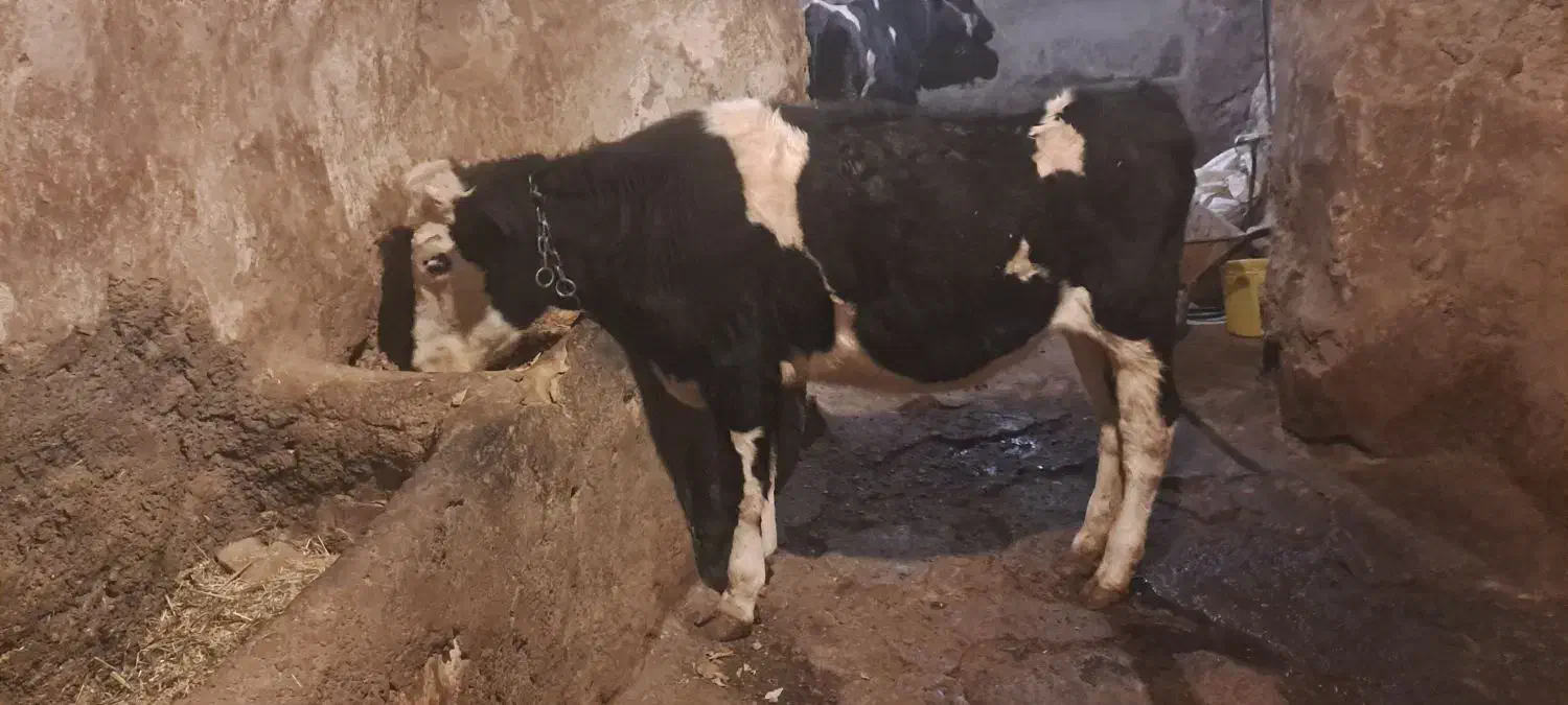 گوساله ماده هلشتاین|حیوانات مزرعه|شازند, |دیوار
