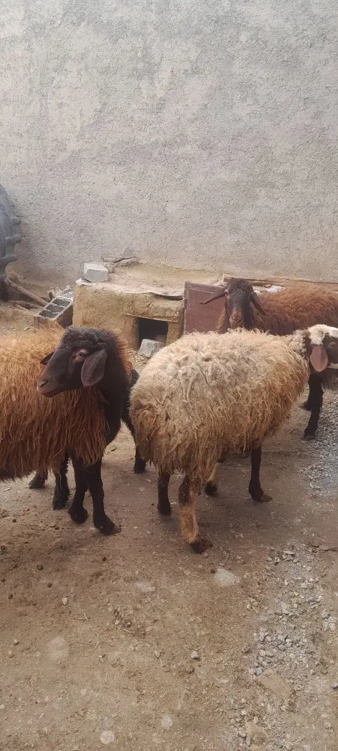 میش جوان|حیوانات مزرعه|شیروان (خراسان), |دیوار