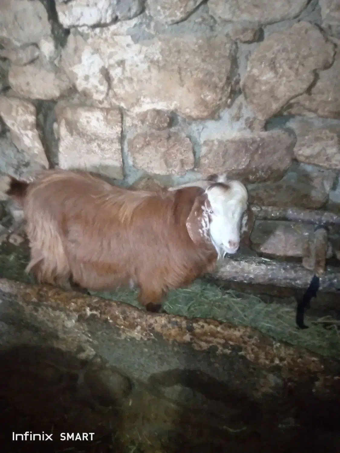 بزغاله نر|حیوانات مزرعه|چالدران, |دیوار