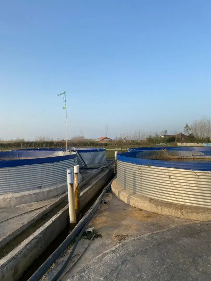 فروش پرورش ماهی ۲ هکتاری تمام‌در طرح هادی|فروش دفتر صنعتی، کشاورزی، تجاری|کیاشهر, |دیوار
