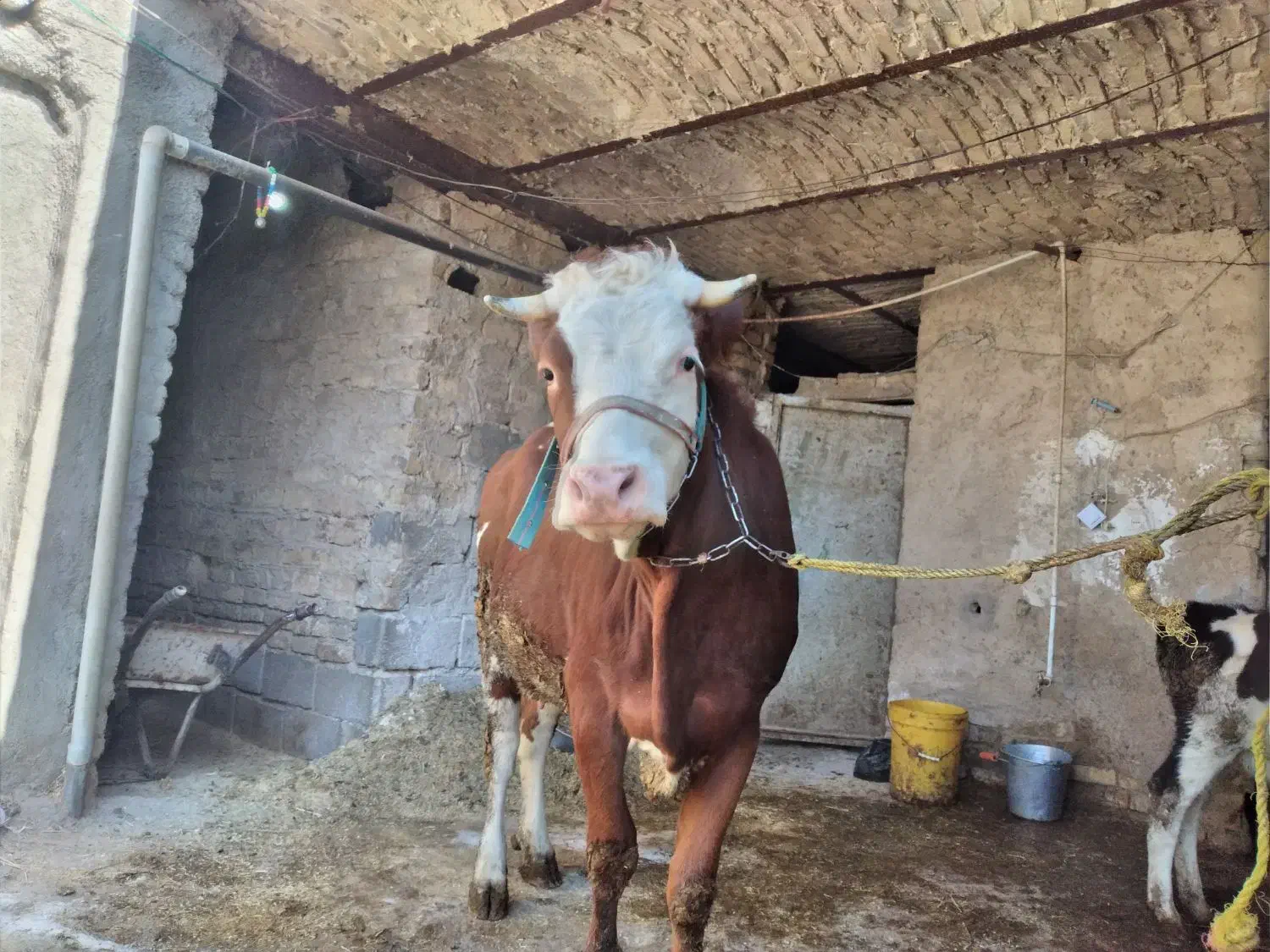 گاوشیر۲۰گوساله ماده|حیوانات مزرعه|اراک, |دیوار