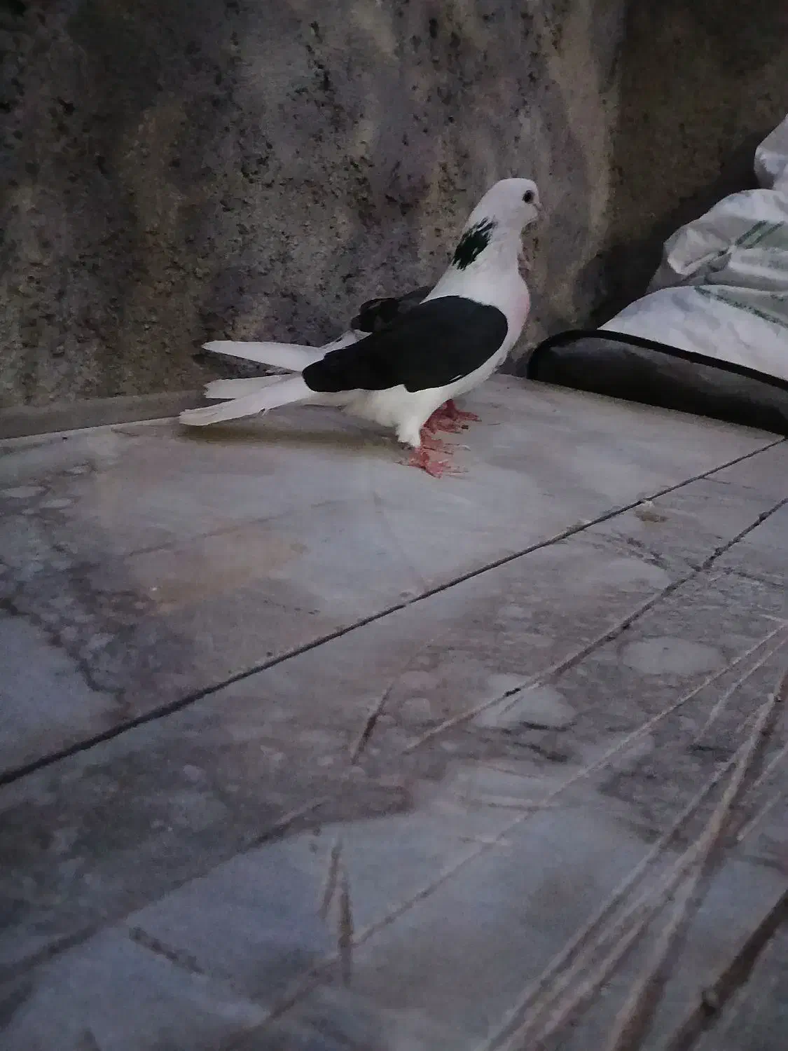 کبوتر پشت دار|پرنده|شاهین دژ, |دیوار