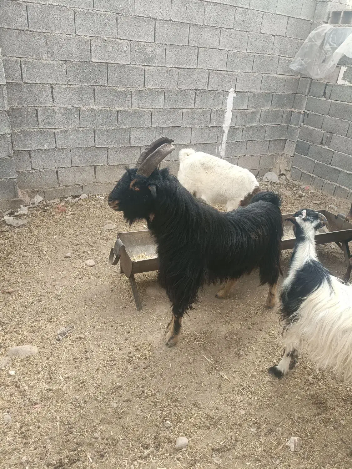 چبش بذری|حیوانات مزرعه|سیمکان, |دیوار