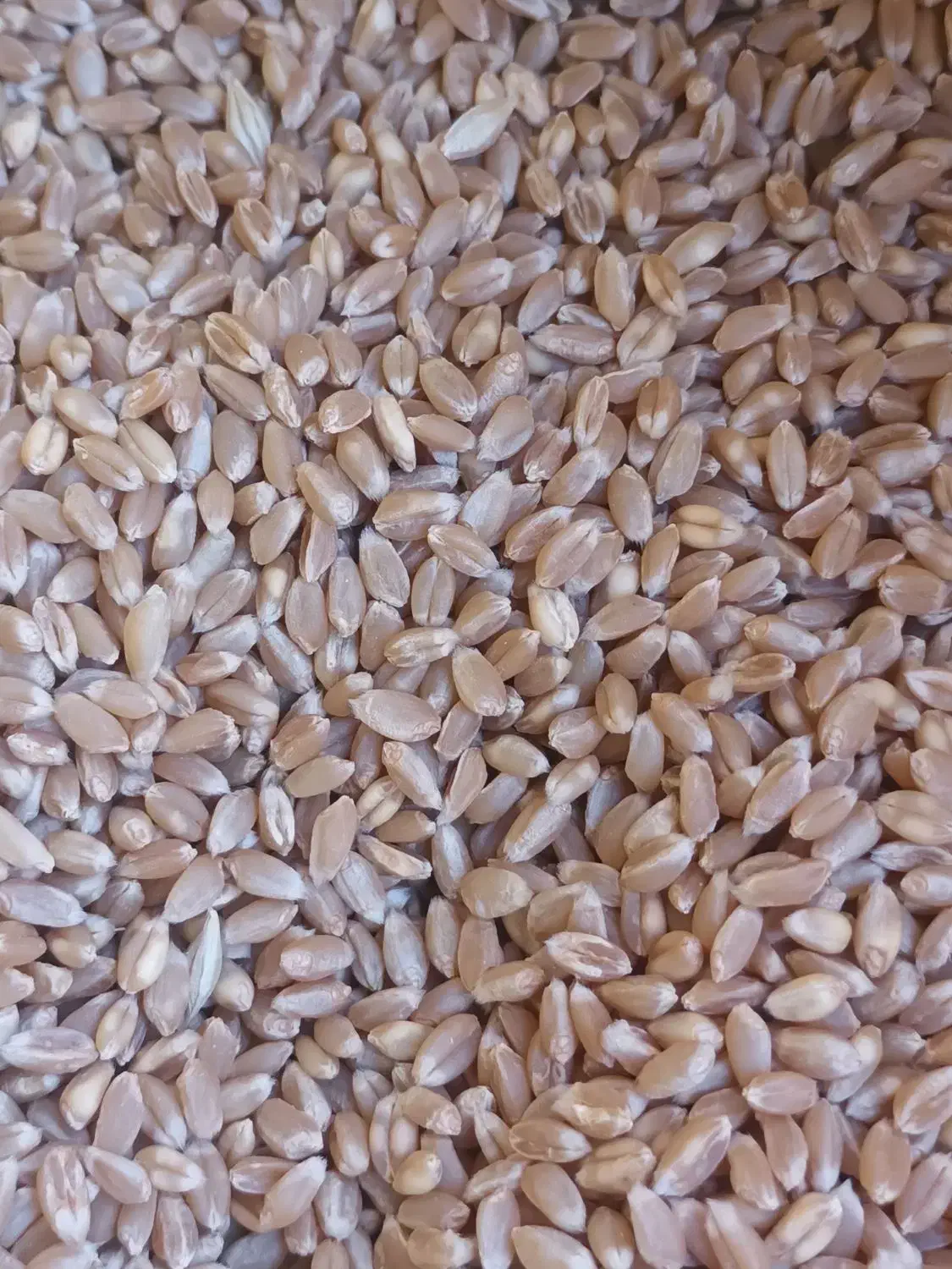 با سلام فروش بذر گندم|گل و گیاه طبیعی|رزن, |دیوار