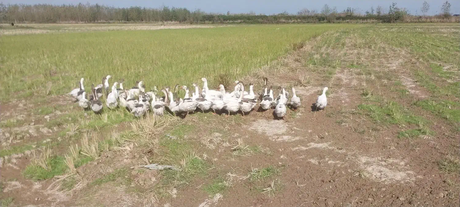 تعدای غاز محلی به فروش میرسد|حیوانات مزرعه|آستانه اشرفیه, |دیوار