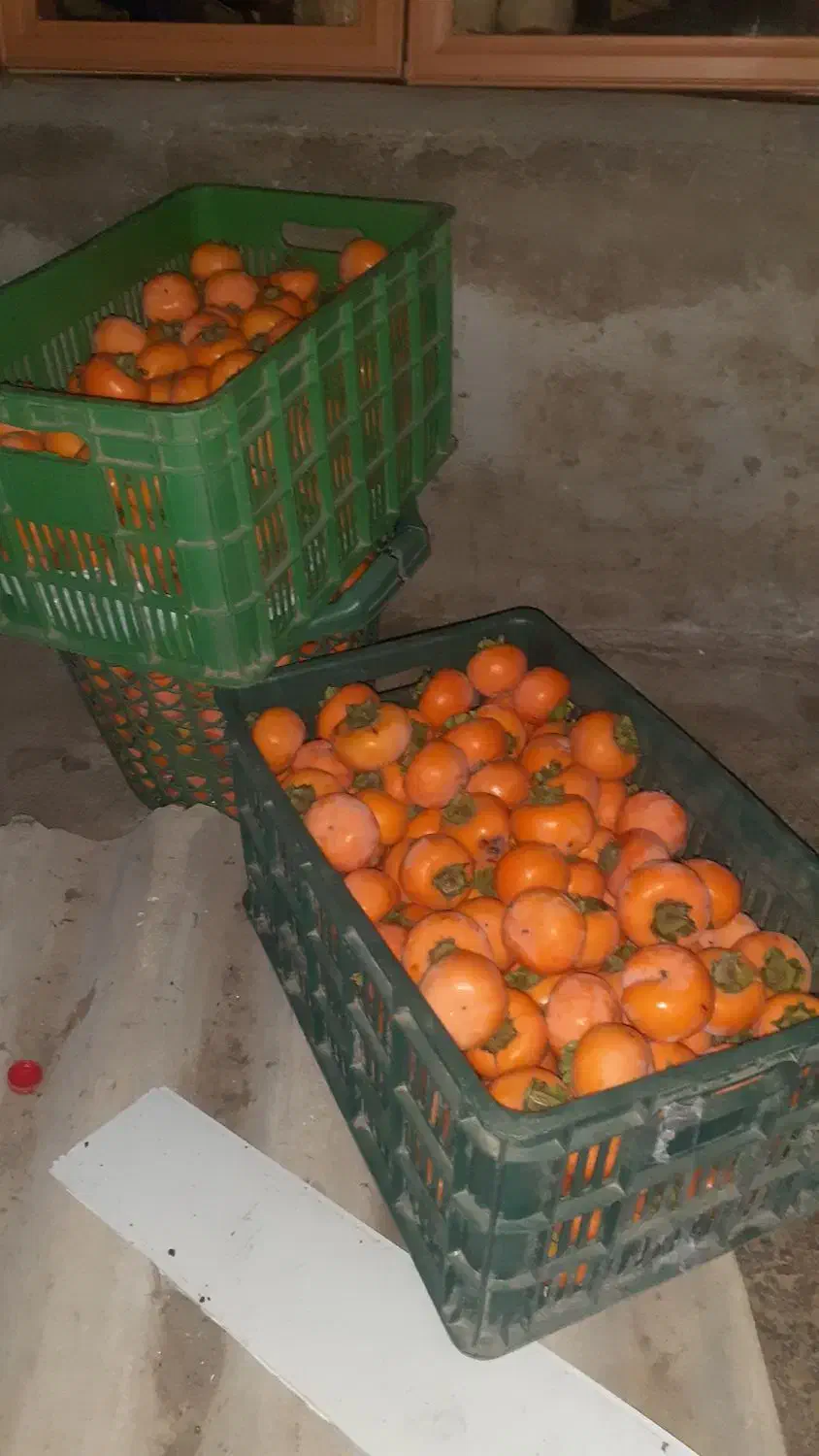 خرمالو محلی|حراج|آستارا, |دیوار