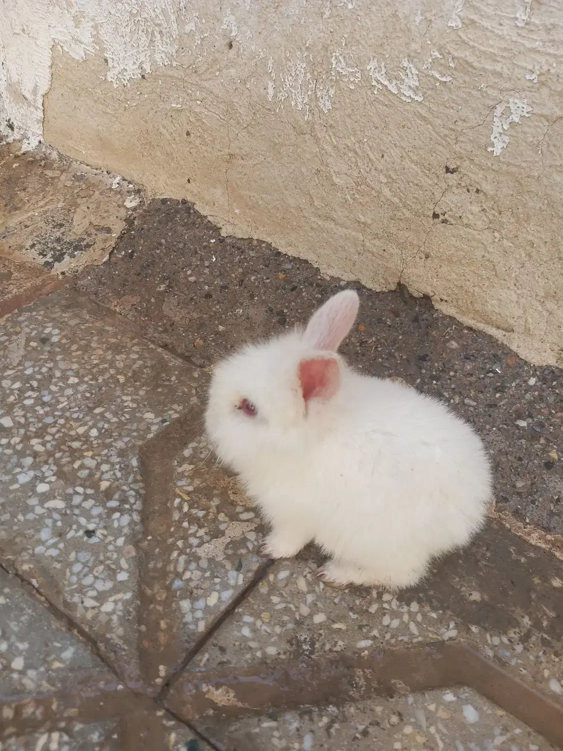 خرگوش|موش و خرگوش|یزد, |دیوار