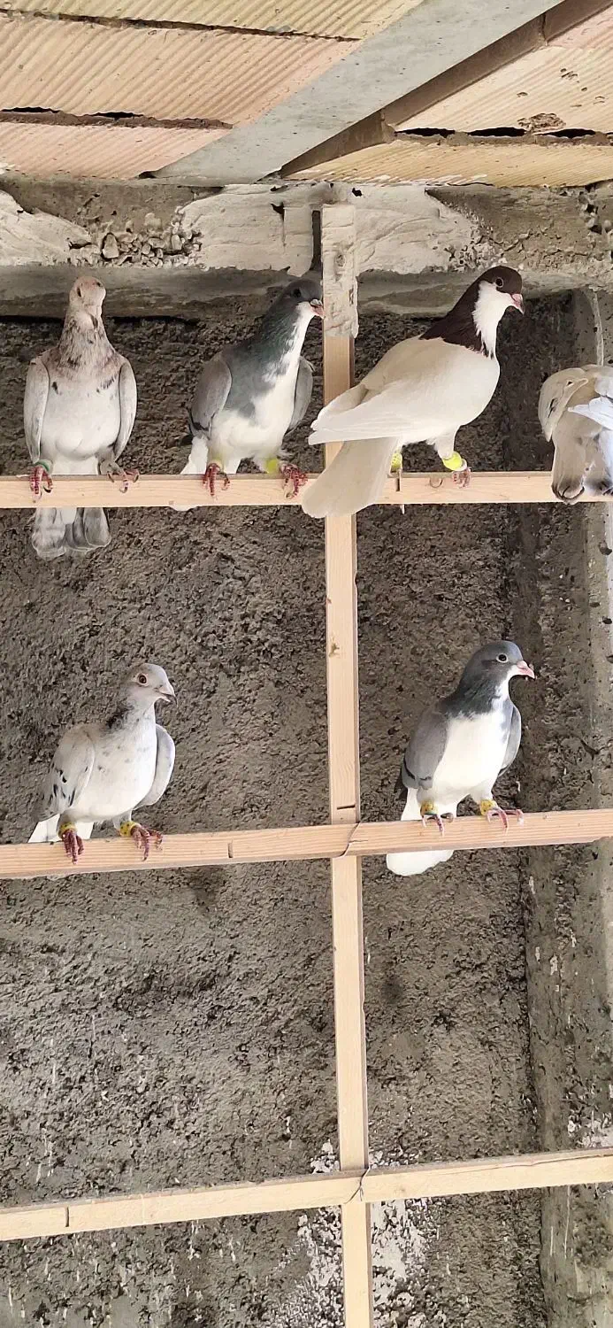 ۱۲تا کفتر پرنده بشرط همه یبوم|پرنده|الوند, |دیوار