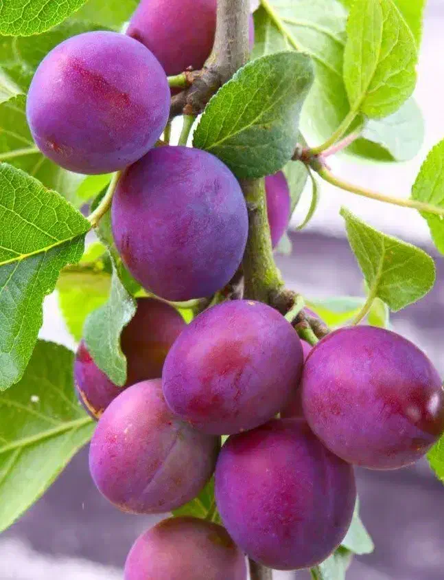 معتبرترین پیش فروش نهال الوپایه کوتاه|خدمات باغبانی و درختکاری|تربت‌حیدریه, قاسم آباد|دیوار