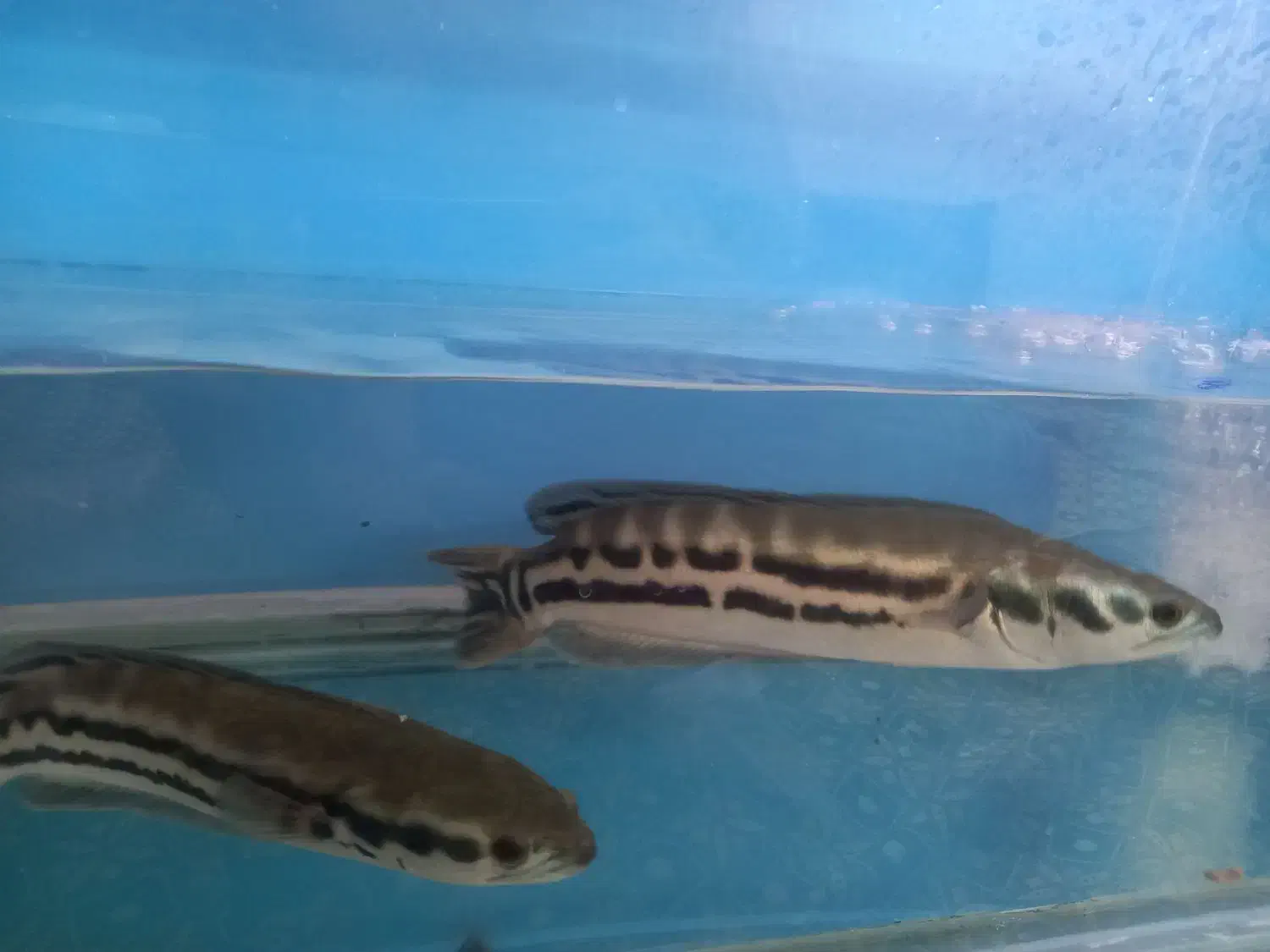 ماهی چانا|ماهی|مشهد, تلگرد|دیوار