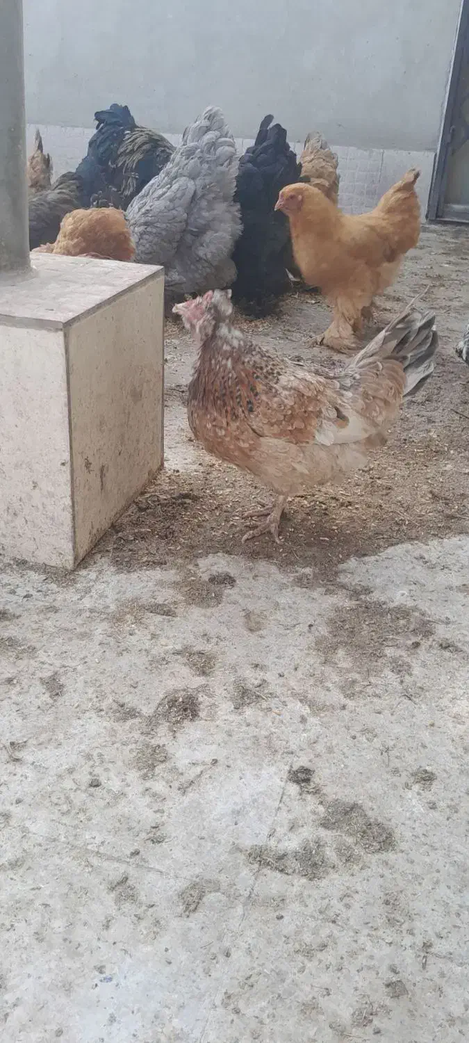 مرغ|حیوانات مزرعه|شهر ری, دولتآباد|دیوار