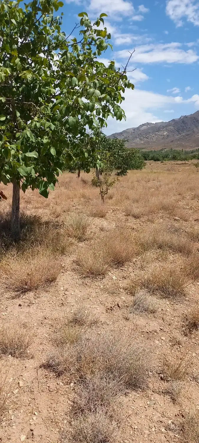 فروش ۱۰قصب زمین باغ|فروش زمین و ملک کلنگی|درب بهشت, |دیوار