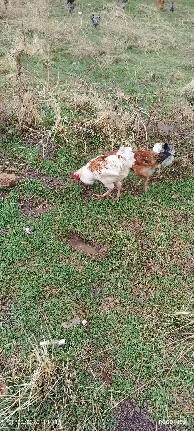 خروس دورگه|حیوانات مزرعه|پاوه, |دیوار