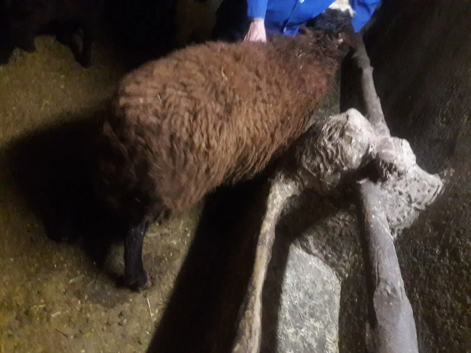 گوسفند نر|حیوانات مزرعه|هیر, |دیوار