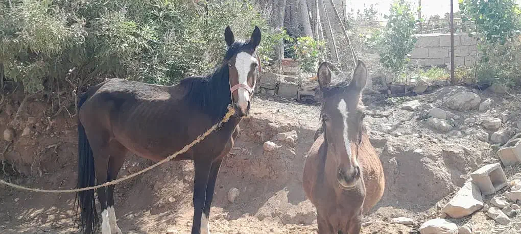 اسب مادیان و کره نر|اسب و تجهیزات اسبسواری|کوهدشت, |دیوار