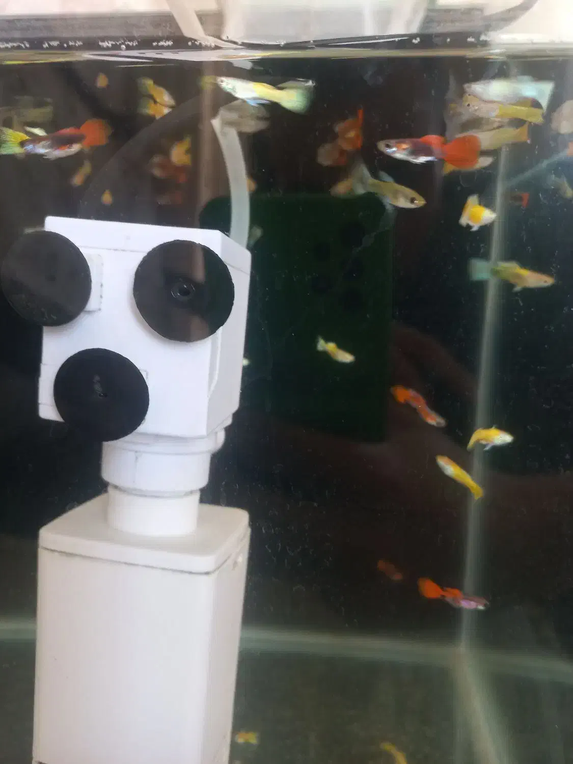 ماهی گوپی|ماهی|اصفهان, ملکشهر|دیوار