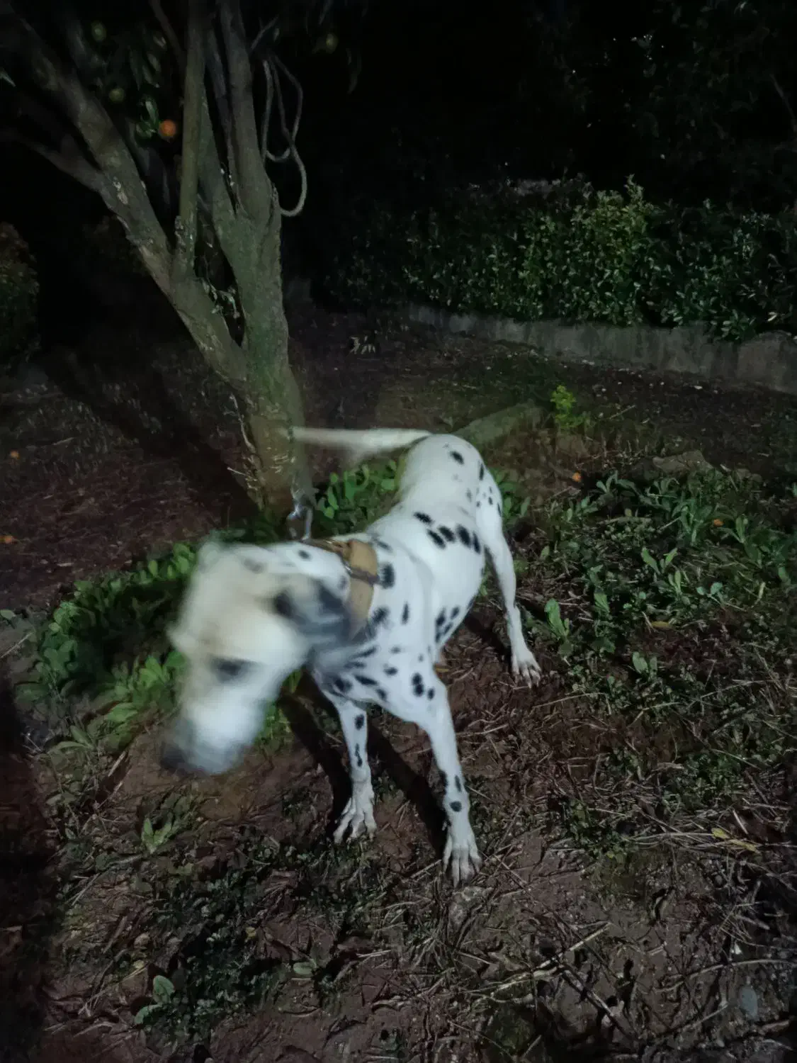 معاوضه با سگ نگهبان گیرنده|سگ|عباسآباد, |دیوار