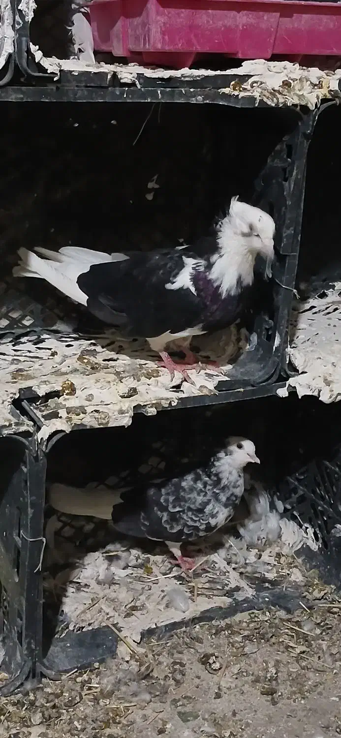 پرنده|پرنده|چوار, |دیوار