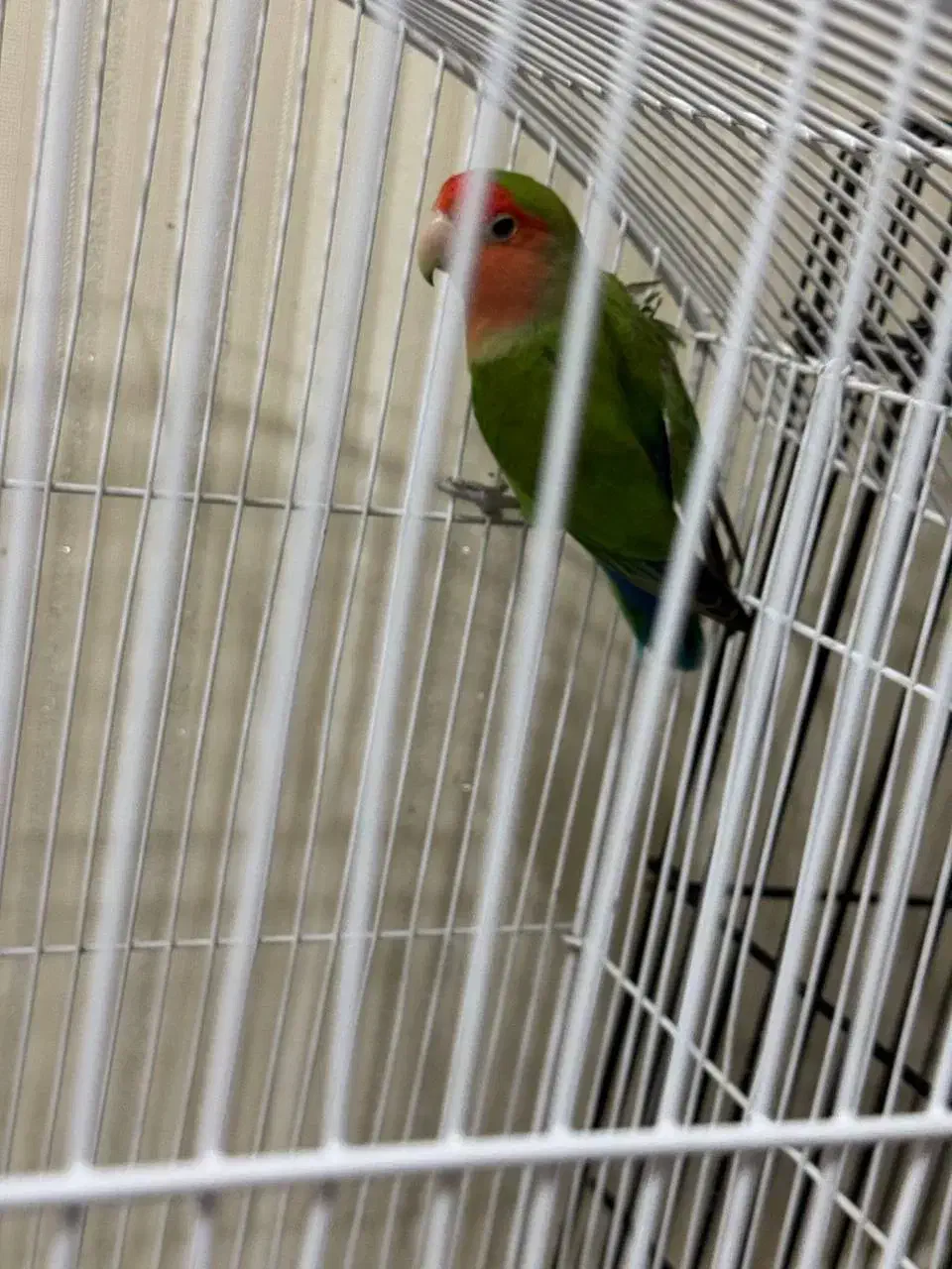 یک جفت طوطی برزیلی|پرنده|چهاردانگه (تهران), |دیوار