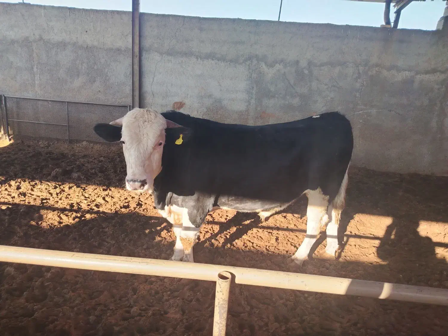 گوساله سیمینتال پروار|حیوانات مزرعه|نجفآباد, حومه نجف آباد|دیوار