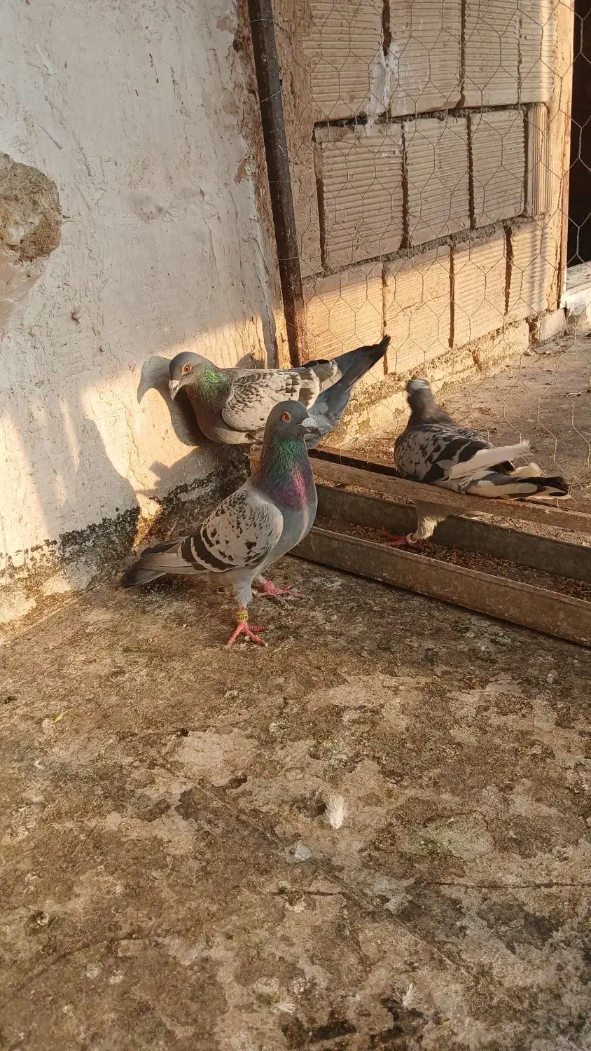 ۲عدد پلاکی نر|پرنده|فیروزآباد, |دیوار