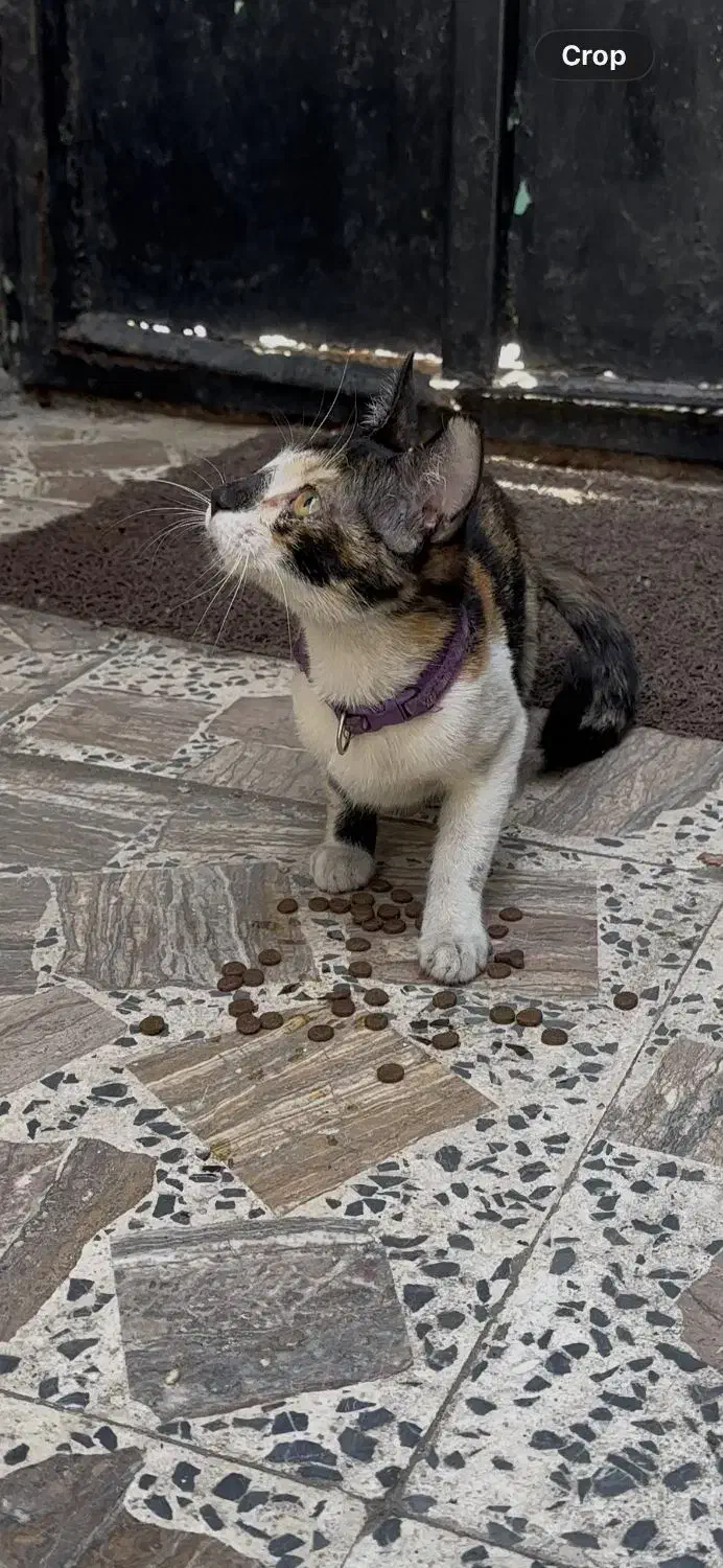 گربه گمشده|حیوانات|رشت, تازه آباد|دیوار