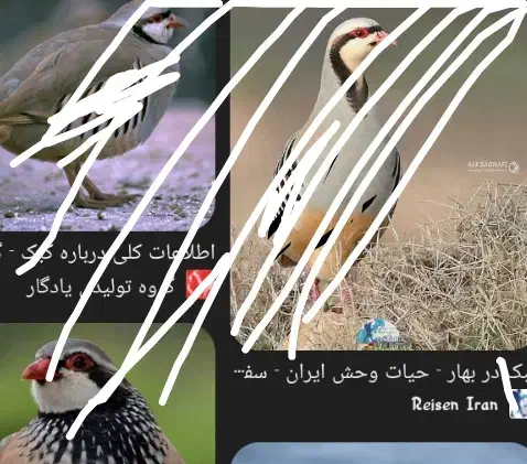 بلدرچین کوهی|پرنده|مرودشت, ژیان|دیوار