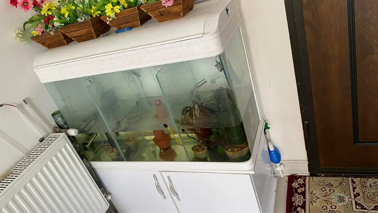 آکواریوم کامل شرکتی|ماهی|شیراز, شریف‌آباد|دیوار