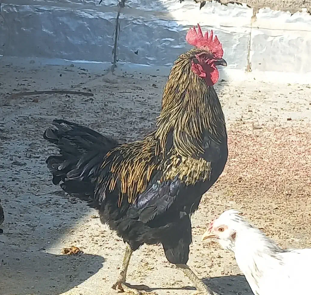 خروس رسمی. ورجان|حیوانات مزرعه|قم, پردیسان|دیوار